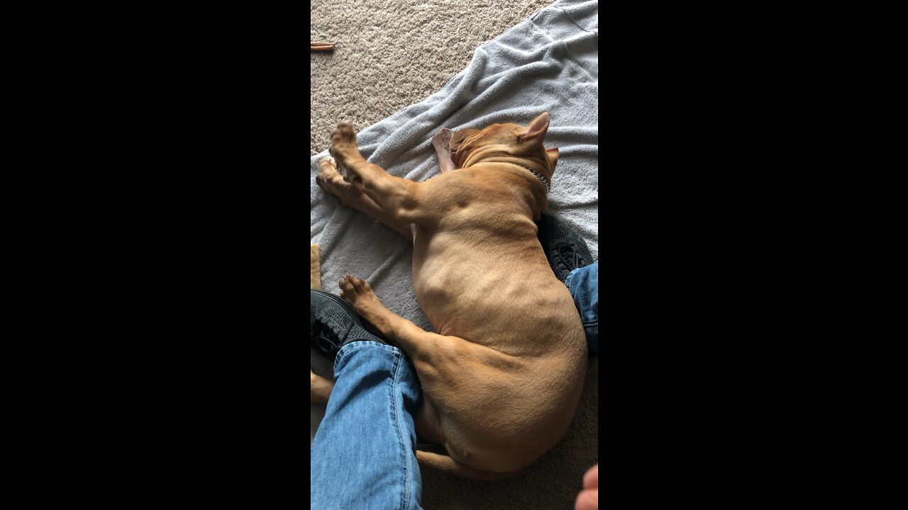 BABY LION…Puppy dreams 🦁💤🥰