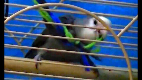 IECV PBV #06 | 👀Daisy And The Toy 🐥12-22-2013