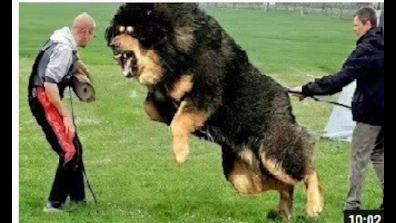 10 Most Powerful Dogs in the World