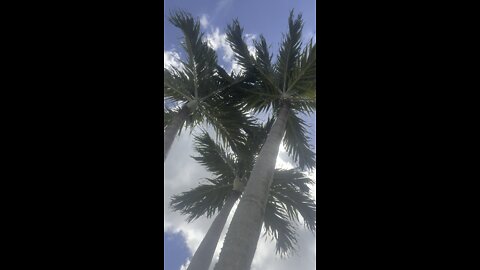 That palm tree breeze