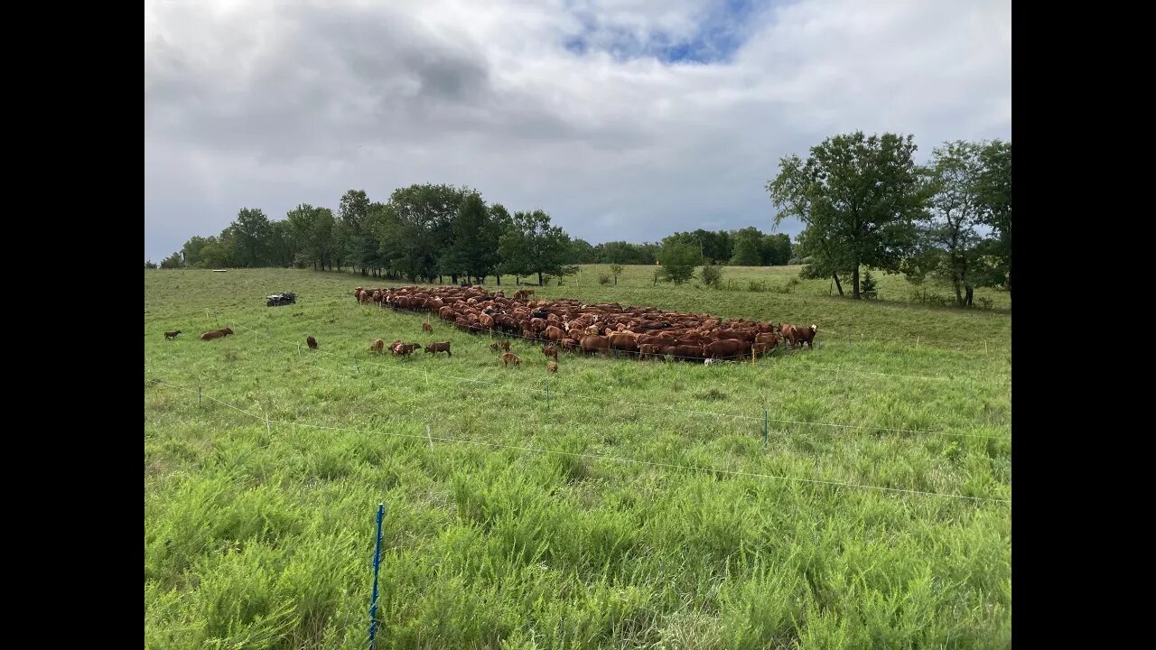 Dynamite results 60 days later after putting pressure on sericea lespedeza with cattle.