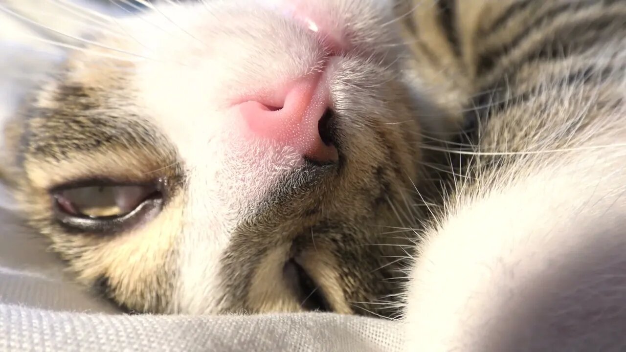 Funny Kitten Moves One Eye in His Sleep