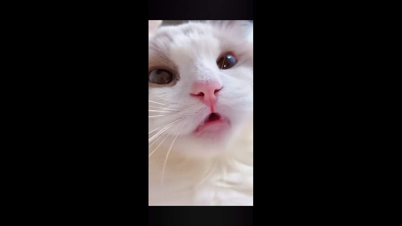 Cute cat and it’s voice 🥰