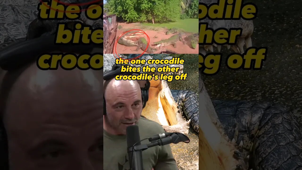 Jaw-Dropping Crocodile Feeding Frenzy Gone Wrong | Joe Rogan & Forrest Galante #1403