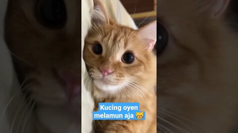 kucing oyen melamun aja #short #kucinglucu #kucingoyenbarbar #kucingmeong