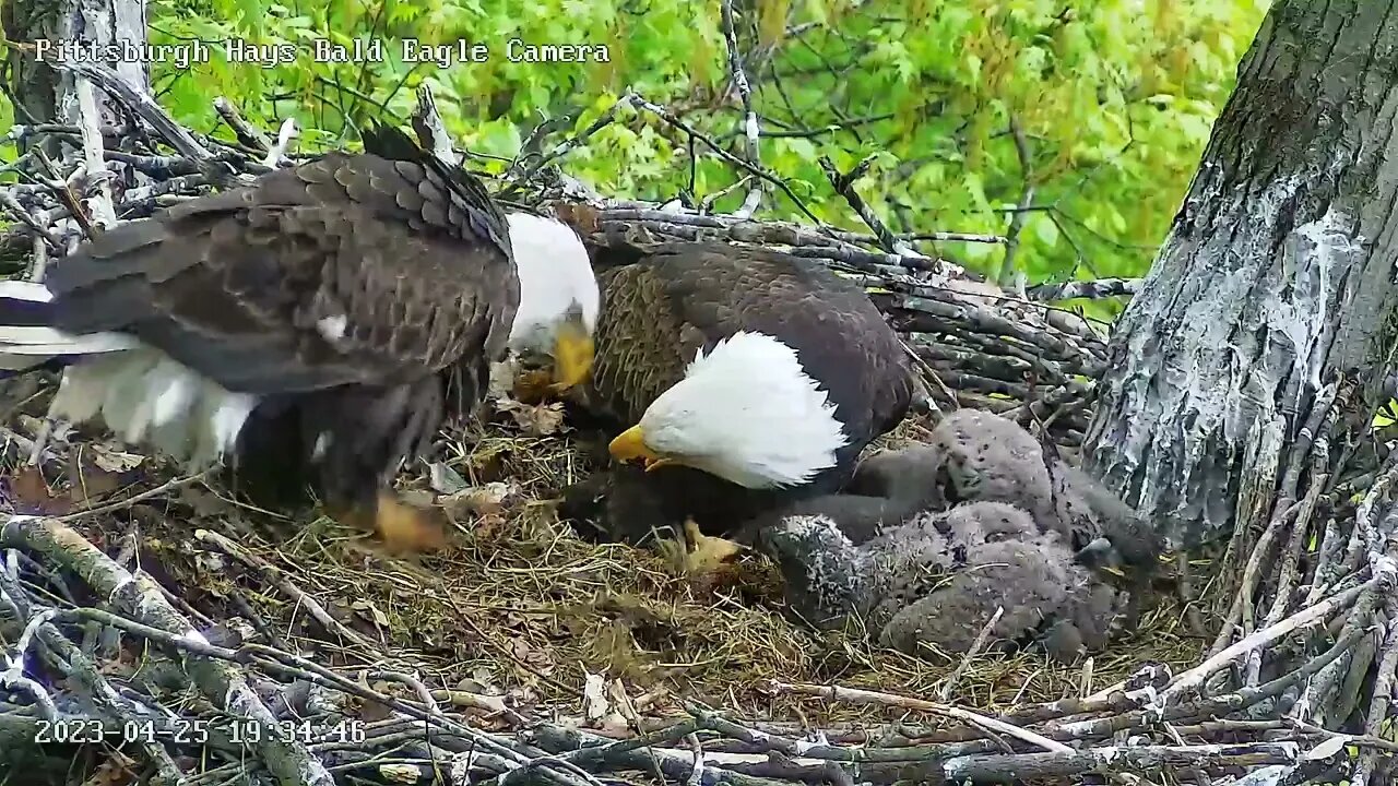 Hays Eagles Mom tells Dad "Don t touch the Fish" ! 4.25.23 19:34