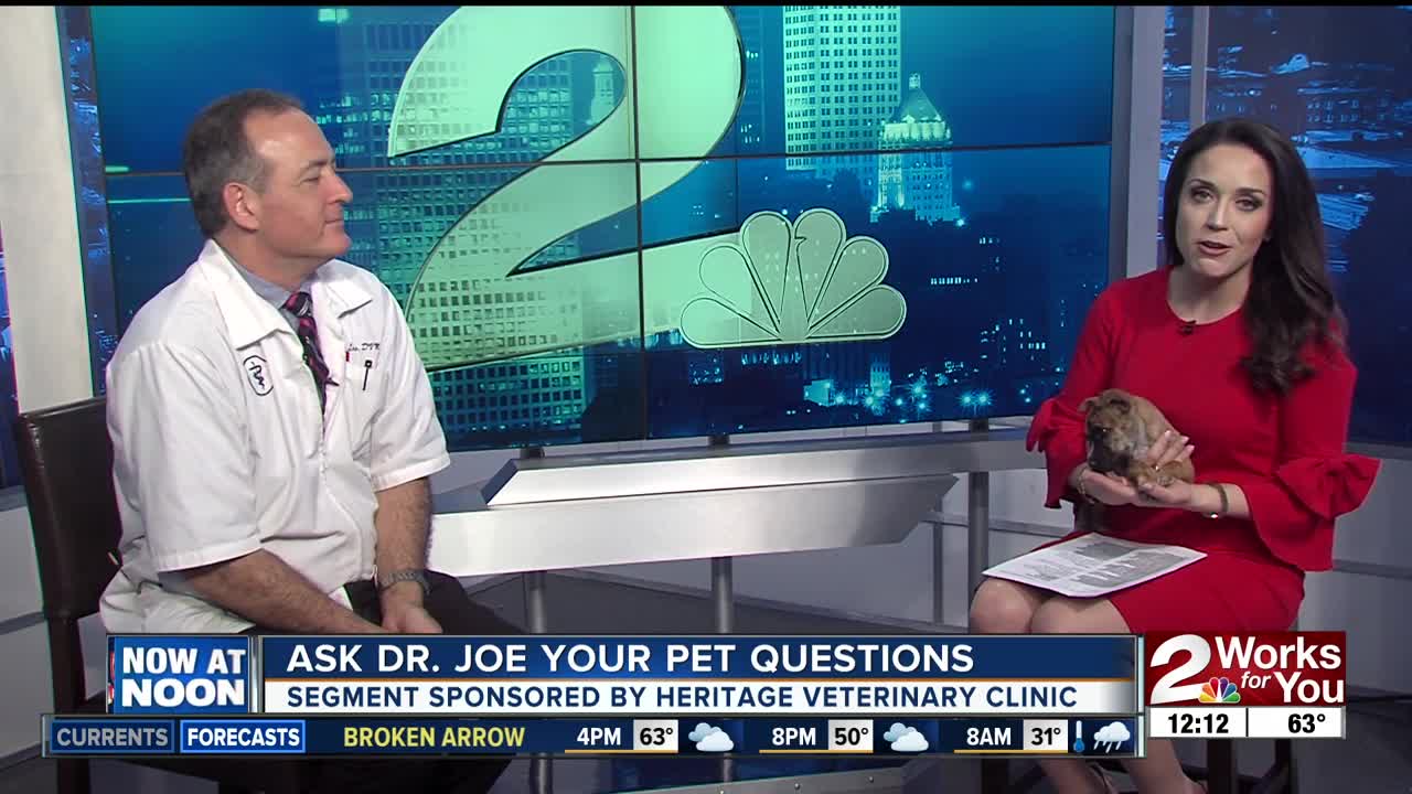 Ask Dr. Joe your pet questions: Maynard the boxer puppy