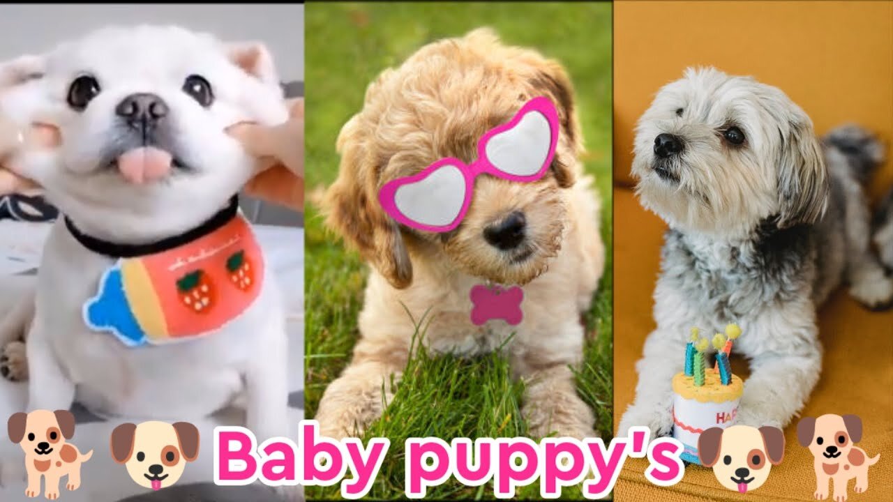 Baby dogs - Cute and funny dog videos compilation #3 | Funny dogs videos