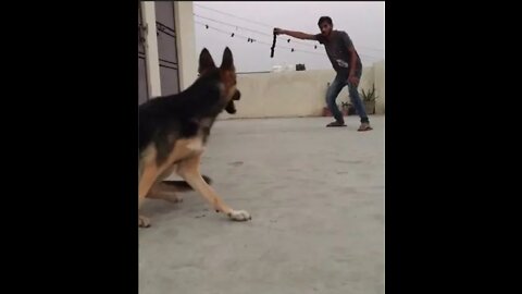 Dog training videos