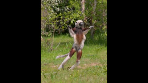 Video of incredible rare 'dancing' lemurs is Internet's new love. Seen viral clip yet?