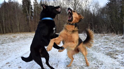 How to train dog to become aggressive