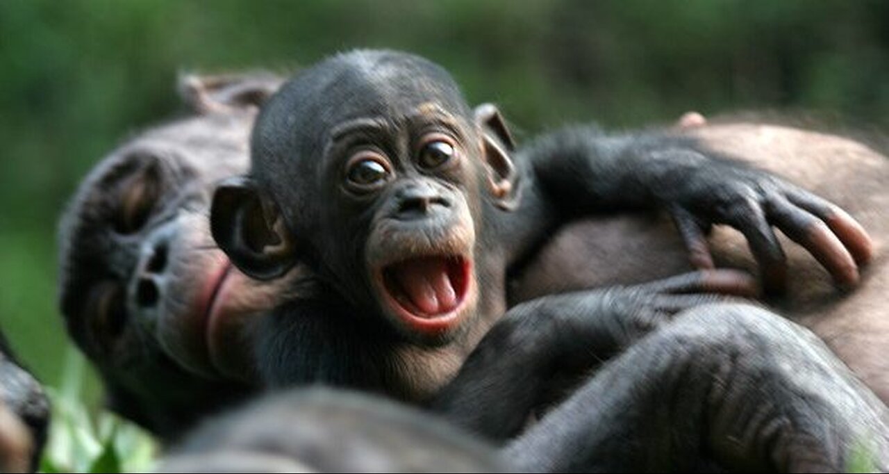Bonobo feliz e irracional, só pensa em cruzar e fazer filhotes!