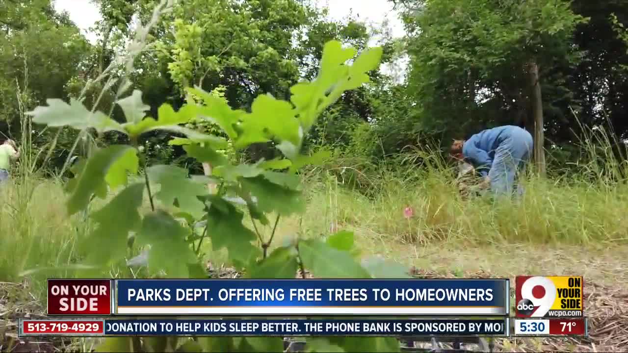 Cincinnati Parks offers free trees for planting within city limits