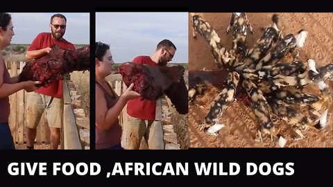 Feeding African Wild Dogs