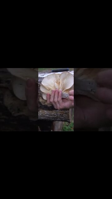 3 Edible Mushrooms You Can Forage in Winter!