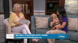 Be A Volunteer to Raise Puppies // Canine Partners Of The Rockies