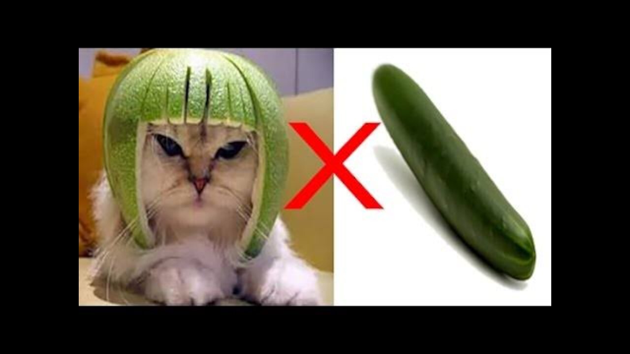 GATOS VS PEPINOS | ANIMAIS DIVERTIDOS