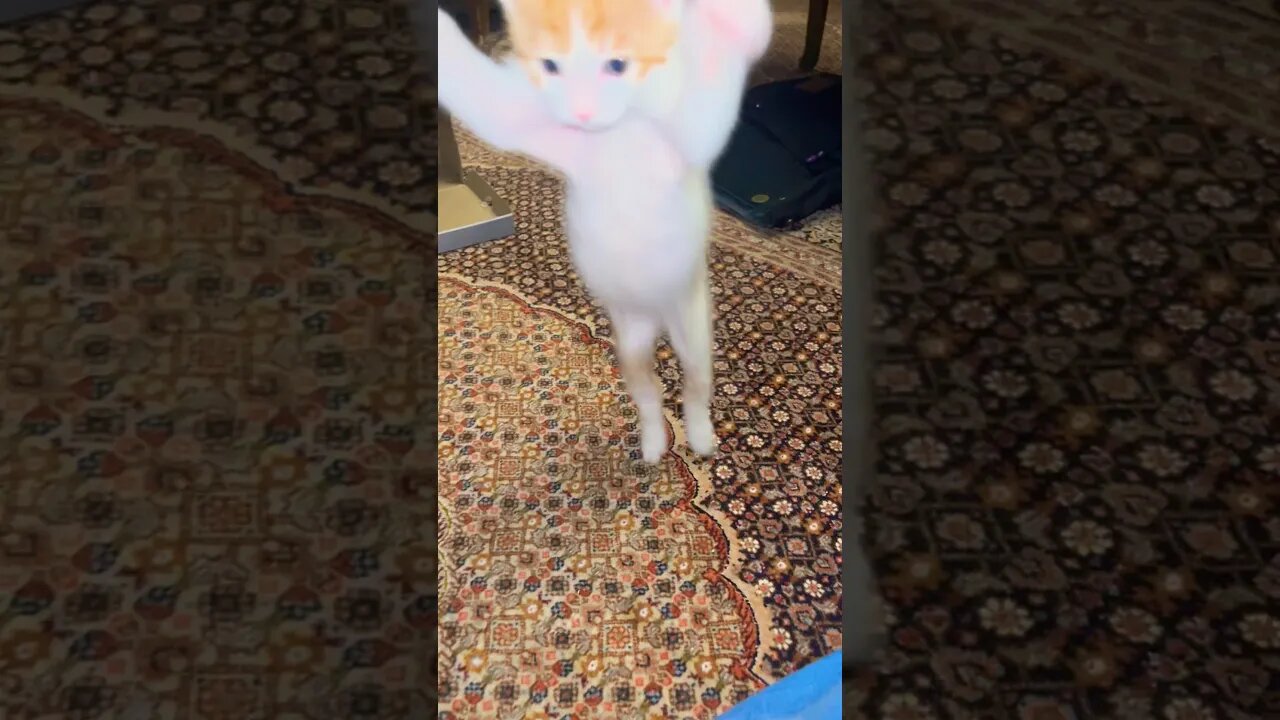 The most cute attack of kitten