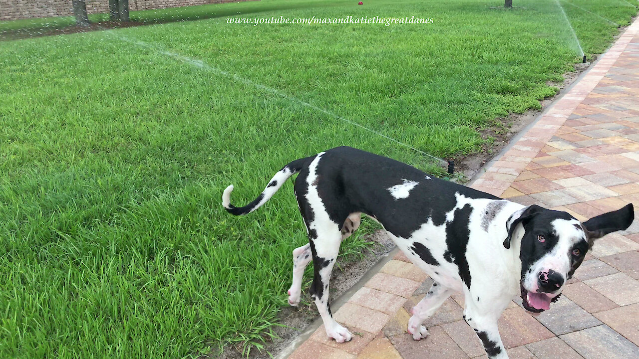 Funny Great Dane Puppy Can't Figure Out Sprinklers