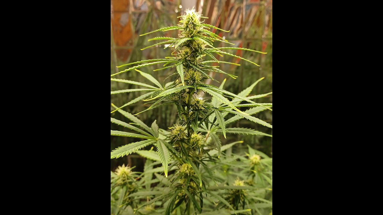 giant autoflower cannabis