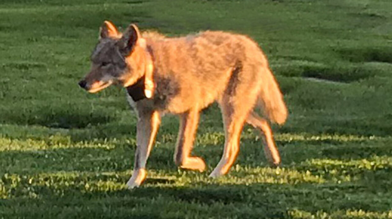 Coyotes in Toronto - Wildlife in the City