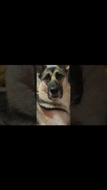 My Girl Maple #shorts #shepsky #huskymix #doggo dogg