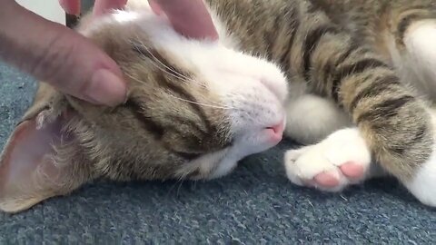 Cute Baby Cat Covers His Eyes with His Paws