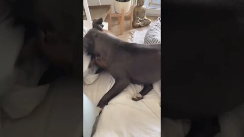 Simba and Shiva Bed Play