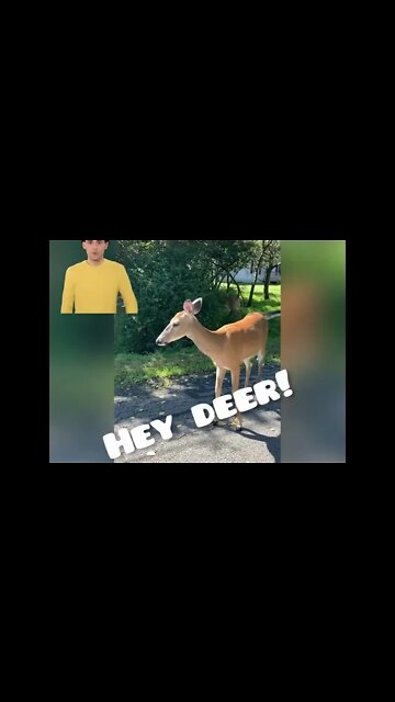 Wild deer gives directions to lost driver! #wildlife #shorts
