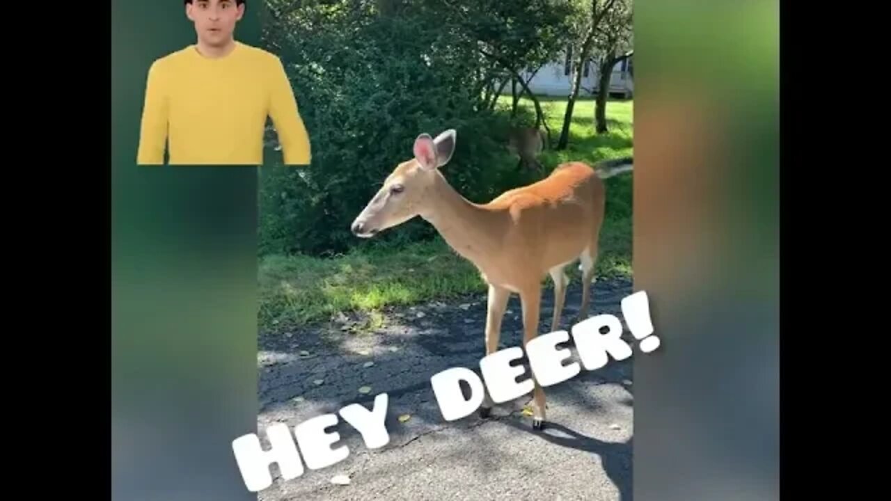 Wild deer gives directions to lost driver! #wildlife #shorts