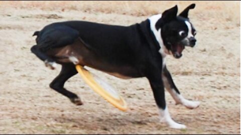 the funniest animal videos of 2021 for the whole family to laugh a lot