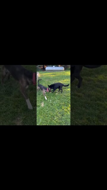 Lycan Shepherd, Ragnar Playing Catch With Chicken Foot. 🐺😂 #shorts #lycanshepherd #farmdogs