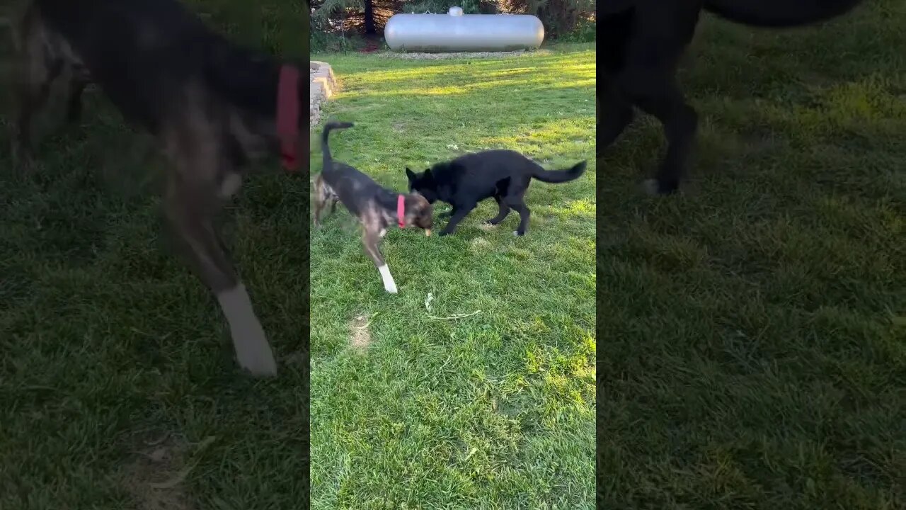 Lycan Shepherd, Ragnar Playing Catch With Chicken Foot. 🐺😂 #shorts #lycanshepherd #farmdogs