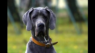 Cão interrompe banho relaxante da dona para beber água