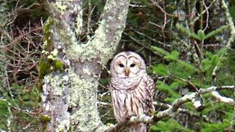 Barred Owl