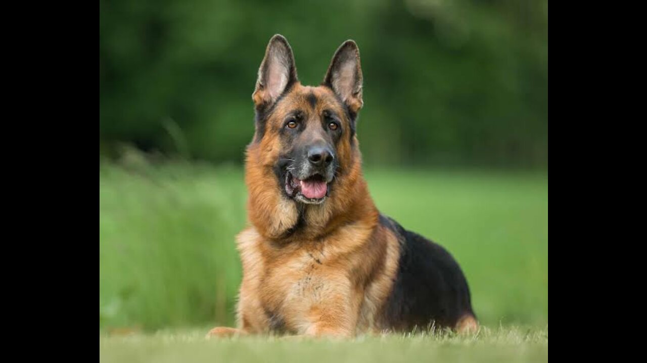 German Shepherd Dog playing with my friend