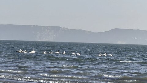 Sea & Birds