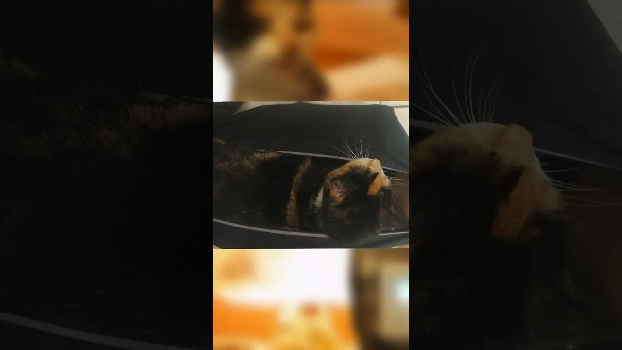 Radioactive Calico Crazy Cat radiates owner's underwear while he uses the bathroom