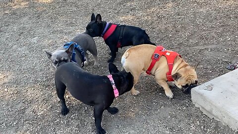 Lady and Sister Raven Go Crazy When Reunited