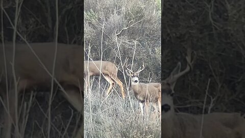 Beautiful Southern Mule Deer Buck