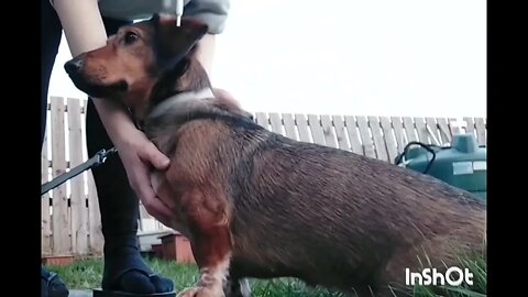 Dog is getting a brush