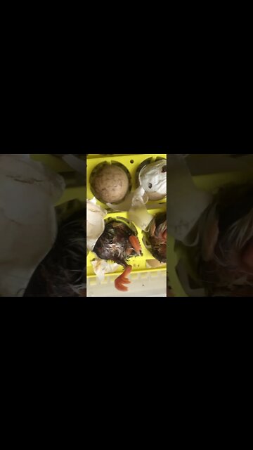 Helped keets hatch. Hen had left them.