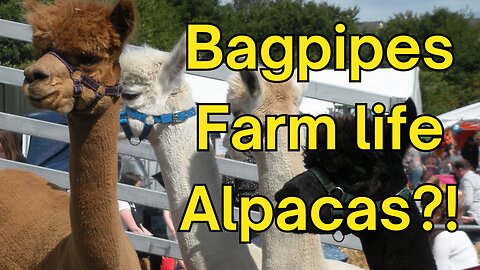 Never been to a Scottish farming show? Watch this - bagpipes, animals and more!