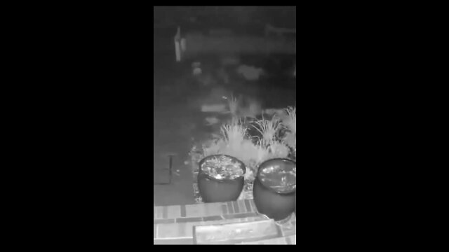 Raccoon swipes and devours duck food package