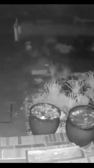 Raccoon swipes and devours duck food package