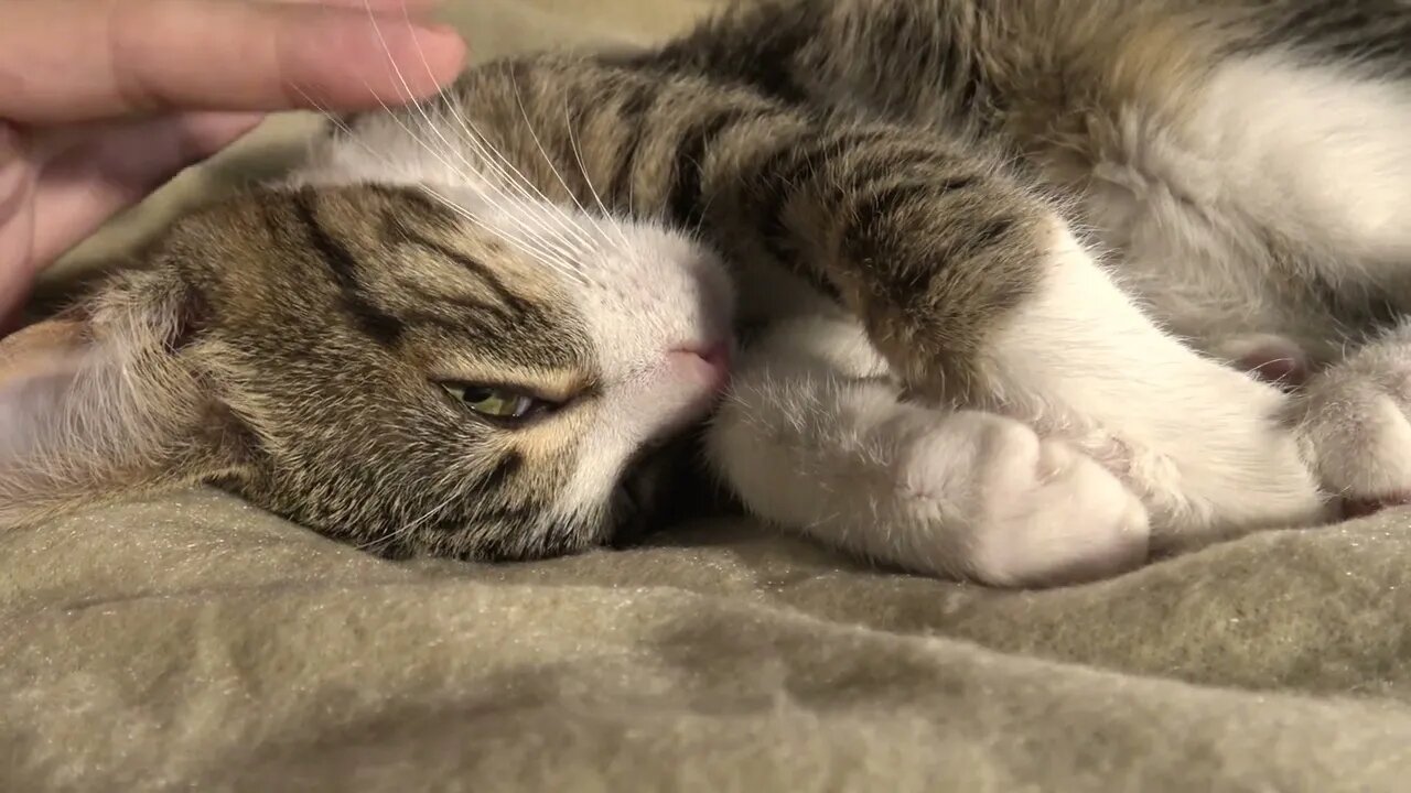 Kitten Purrs And Makes Biscuits