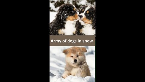 Army of dogs enjoying snow