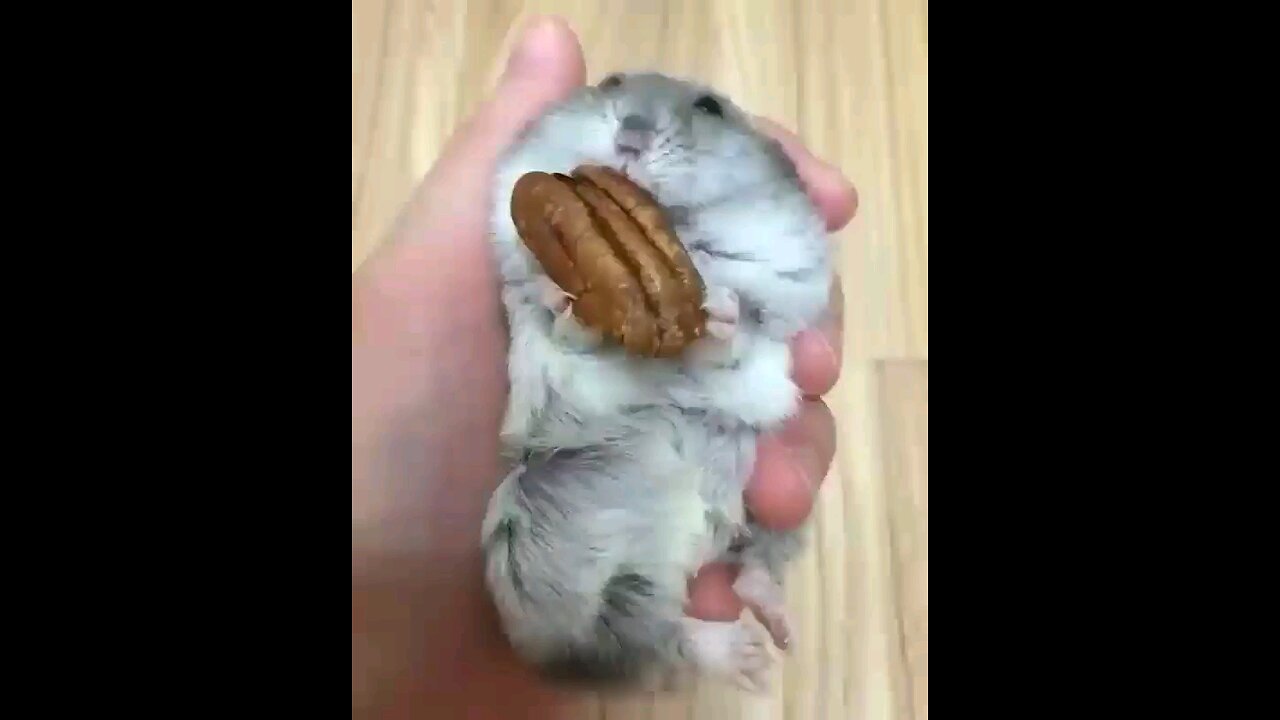 Funny hamster