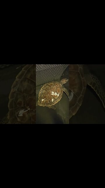 Sea turtle recovery Pinkoll shores aquarium