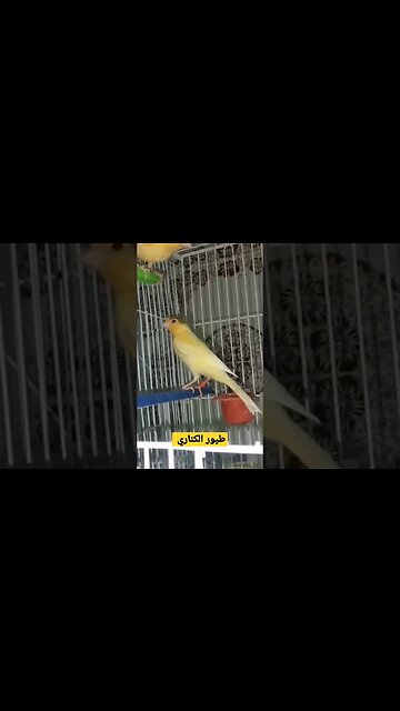 طيور الكناري